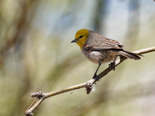 <h3><a href="/trips/Tucson_2023/biota/animalia/chordata/aves/040 passeriformes/070 remizidae/auriparus flaviceps/auriparus flaviceps-nl.html">Auriparus&nbsp;flaviceps</a> / Verdin / Geelkopmees</h3>OM-1 met OLYMPUS M.300mm F4.0, 1/2000 sec  bij F5.6, ISO 640, afstand 6.35&nbsp;m
